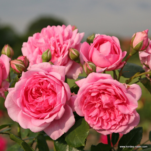 SWEET LAGUNA® SWEET LAGUNA®